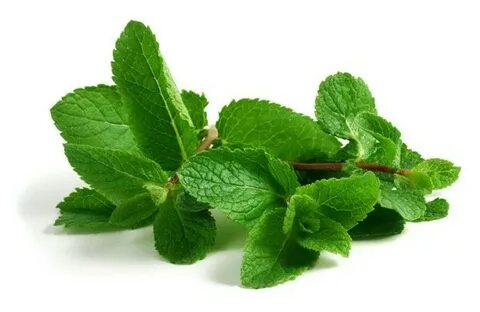 فروش مستقیم از تولیدی سبزی نعنا خشک صادراتی